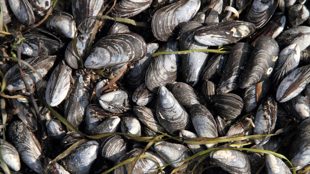 phylum mollusca mussels