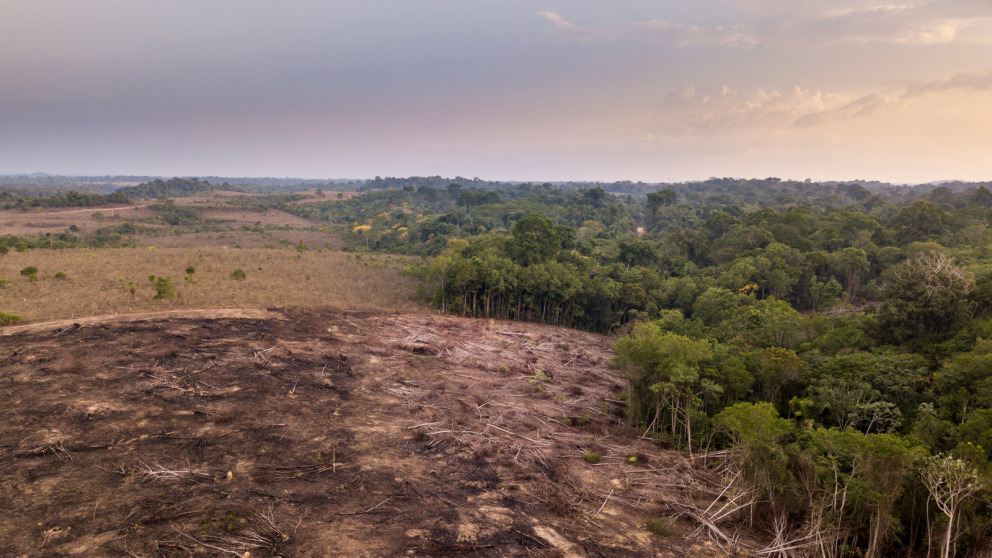 Illegal deforestation in the Brazilian rainforest: the overexploitation of natural resources has consequences.